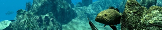 Spearfishing